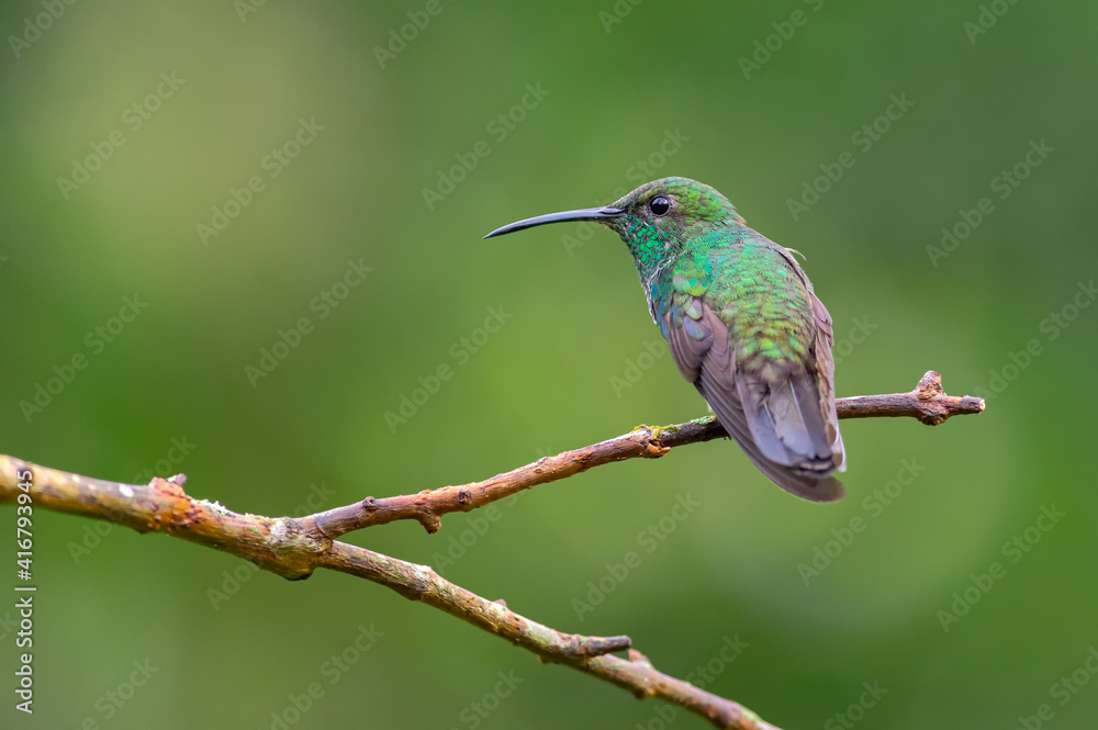 Portrait of a hummingbird from behind while looking curiously from a branch Portrait of a hummingbird from behind while looking curiously from a branch