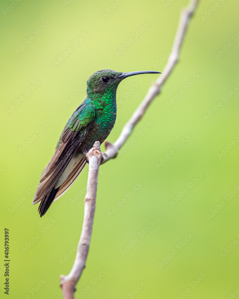 Fototapeta premium Green hummingbird perched on a vertical branch with a nice background