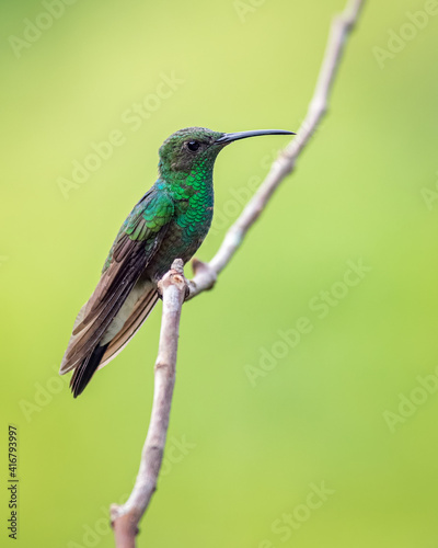 Green hummingbird perched on a vertical branch with a nice background