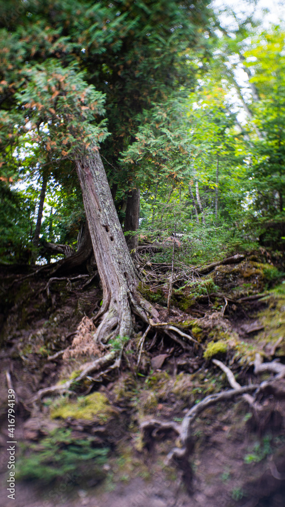 rooted tree rooted tree