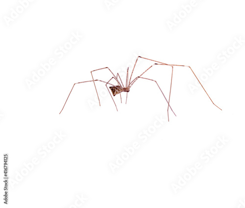 predatory spider isolated on white