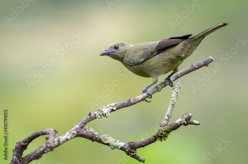Palm tanager perched on some dry branches with a nice background photo