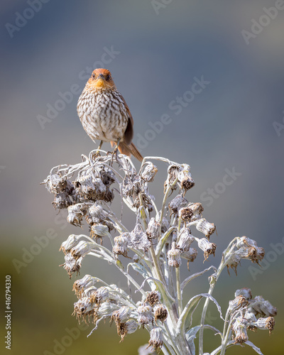 Beautiful bird with ribbed chest perched on a white paramo plant photo