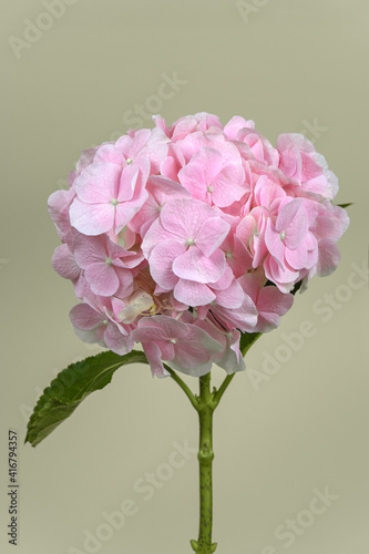 hydrangea or hortensia is a flowering plant native to Asia and the Americas                       