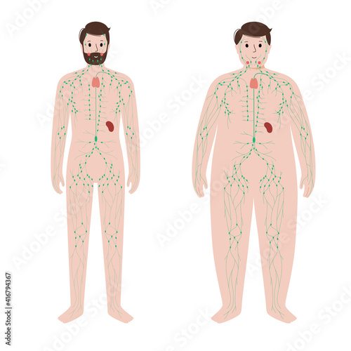 Lymphatic system in obese body