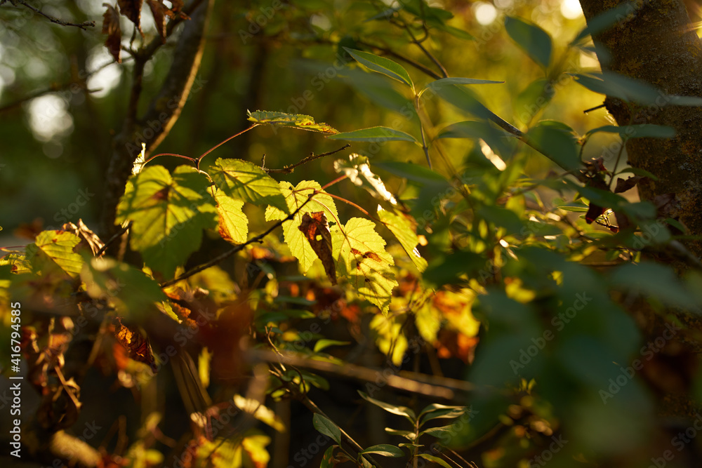 leaves nature summer sunset fresh air trees background image leaves nature summer sunset fresh air trees background image