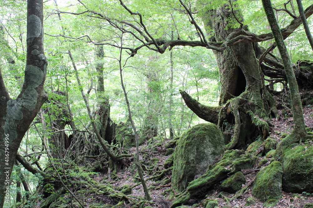 Hiking on Yakushima, Shiratani Unsui-kyo Gorge, moss forest / 屋久島でのハイキング, 白谷雲水峡