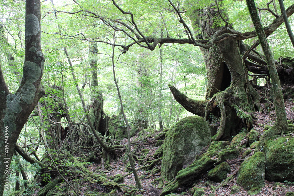 Hiking on Yakushima, Shiratani Unsui-kyo Gorge, moss forest / 屋久島でのハイキング, 白谷雲水峡 Hiking on Yakushima, Shiratani Unsui-kyo Gorge, moss forest / 屋久島でのハイキング, 白谷雲水峡