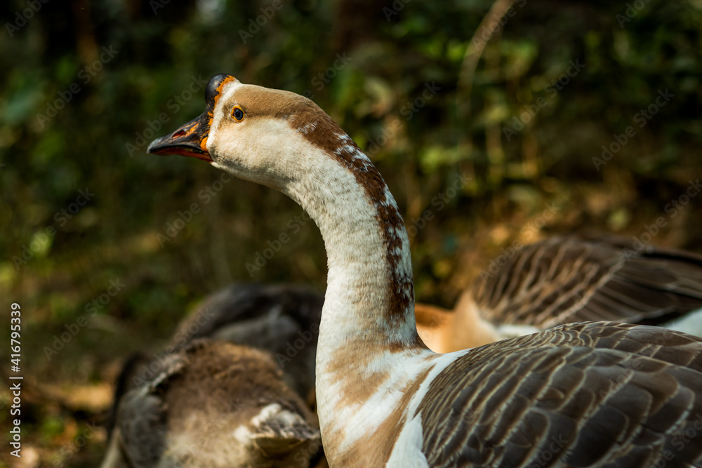 Tribe swans and the freckled duck or stictonetta naevosa