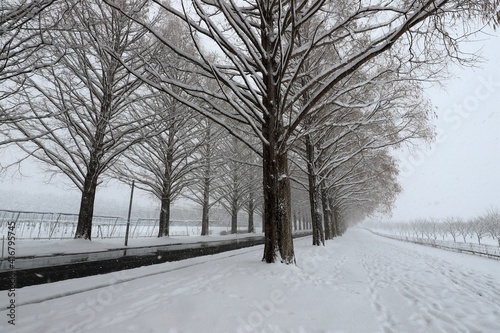 雪景色のメタセコイア並木