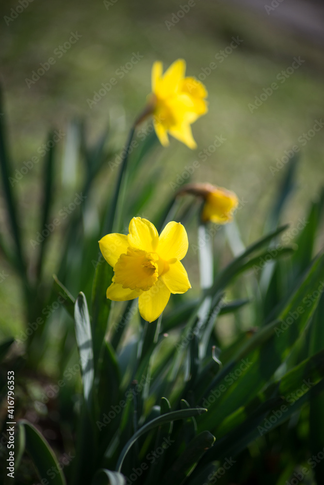 Closeup of yellow daffodils flowers in a public garden Closeup of yellow daffodils flowers in a public garden