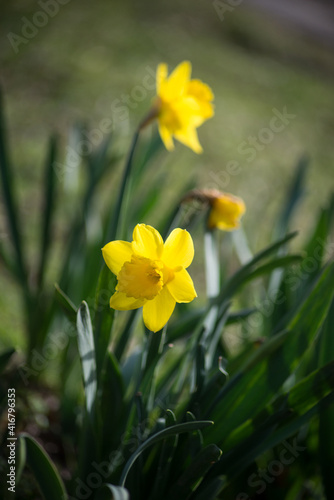 Fototapeta Naklejka Na Ścianę i Meble -  Closeup of yellow daffodils flowers in a public garden