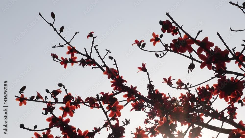 Beautiful fire-red flowers are blooming on the whole Red silk-cotton tree. Red flowers tree view in on midday against sun. 4k video. Beautiful fire-red flowers are blooming on the whole Red silk-cotton tree. Red flowers tree view in on midday against sun. 4k video.