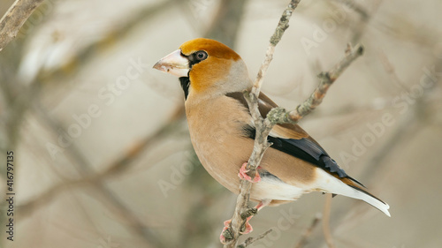 Hawfinch Coccothraustes coccothraustes sitting in the branches of a tree in the forest