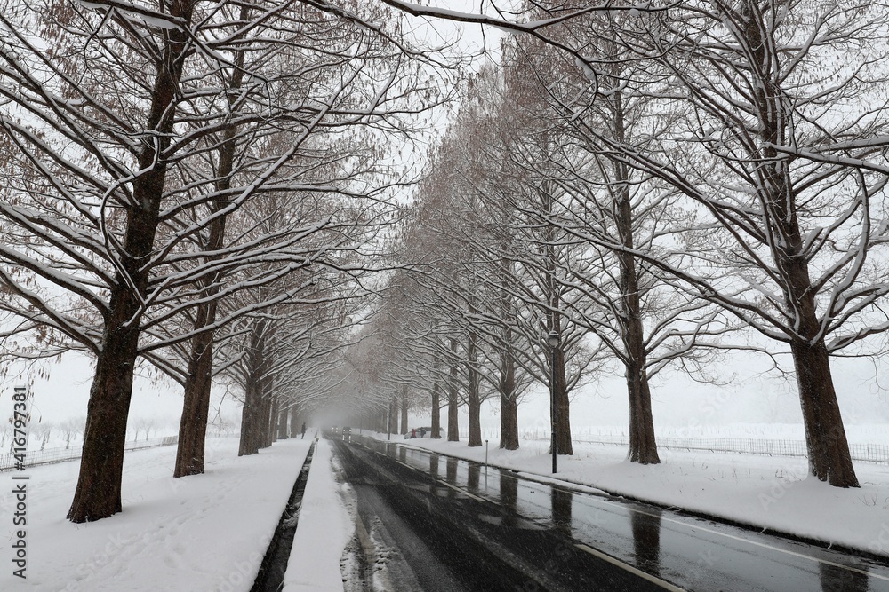 雪景色のメタセコイア並木 雪景色のメタセコイア並木
