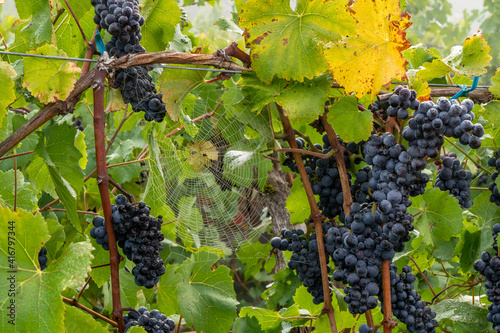 A closeup shot of bunches of grapes on the vine with a large spider web in a vineyard near Salem Oregon photo