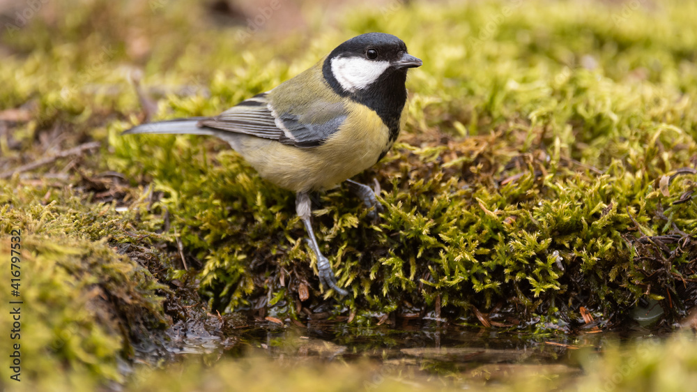 Great tit Parus major sitting on the moss next to the water