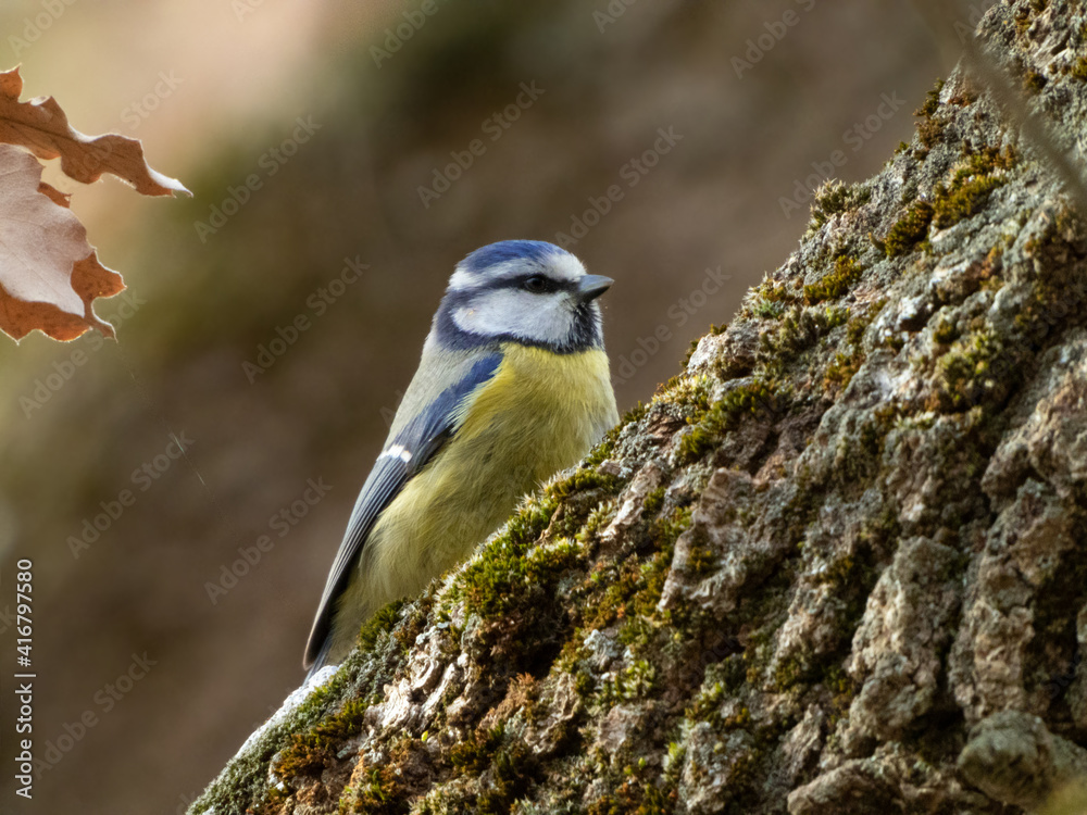 Blue tit