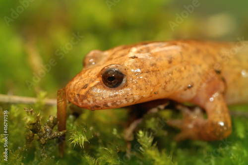 Closeup of the head of a spring salamander, Gyrinophilus porphyriticus on green moss photo