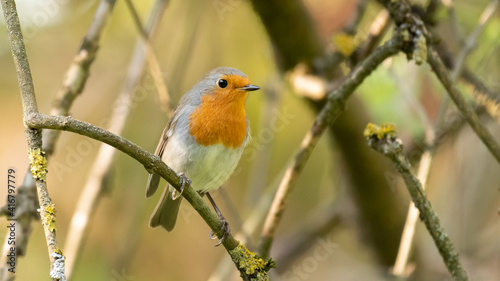 The bird robin Erithacus rubecula sits in the branches of a tree