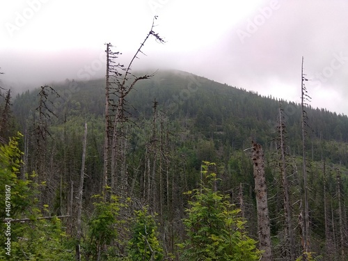 Deep forest in Europe with river and lake