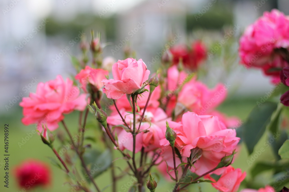 pink flowers in the garden .  Pink rosebud and roses in the park .  Roses in the park