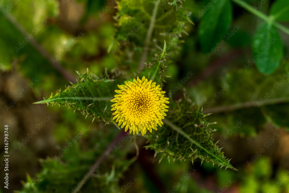 Rough milk thistle flowered, thistle-like plants in the genus Sonchus Rough milk thistle flowered, thistle-like plants in the genus Sonchus
