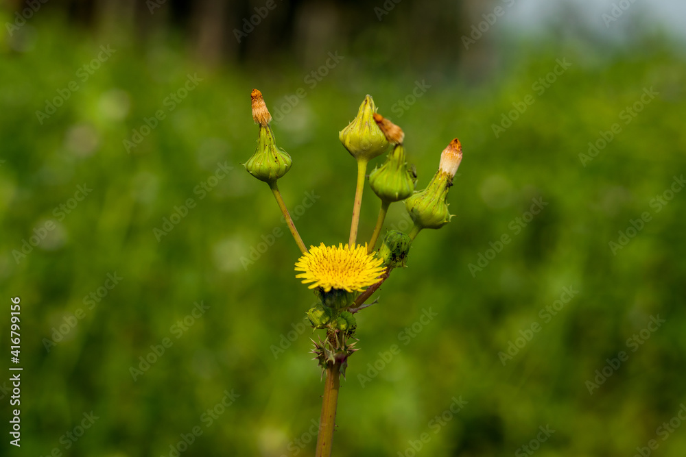 Rough milk thistle or sow-thistle yellow flowers or Sonchus asper Rough milk thistle or sow-thistle yellow flowers or Sonchus asper