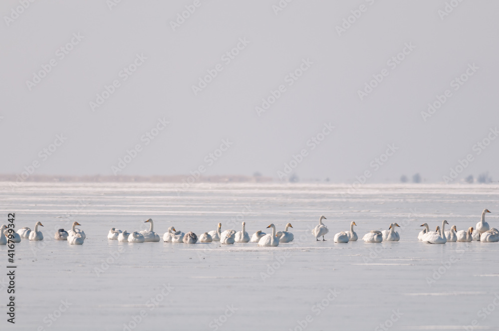 Wild swans are resting on a frozen lake. Selective focus