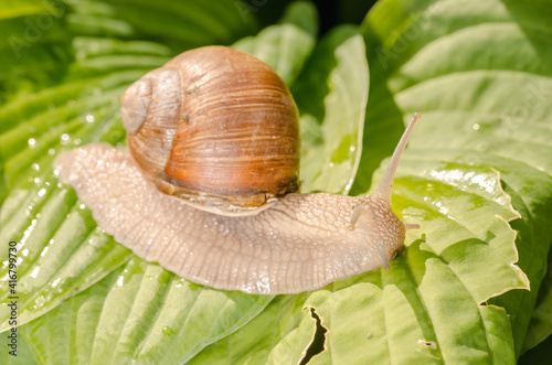 Grape snail crawling on wet leaves.