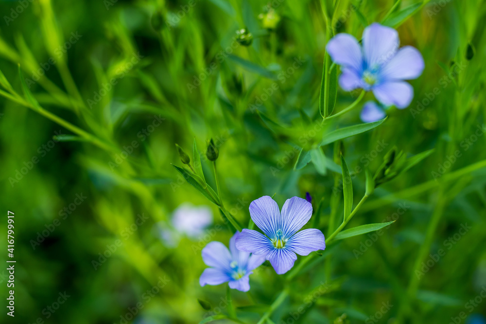 Linum usitatissimum plants also called linseed that is the small Linum usitatissimum plants also called linseed that is the small