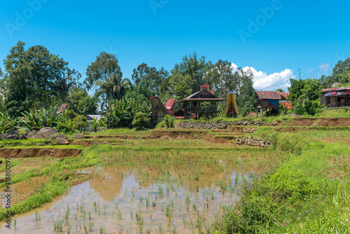 Tana Toraja is centrally placed in the island of Sulawesi. the Torajan economy was based on agriculture, with cultivated wet rice in terraced fields on mountain slopes, and cassava and maize crops © ksl