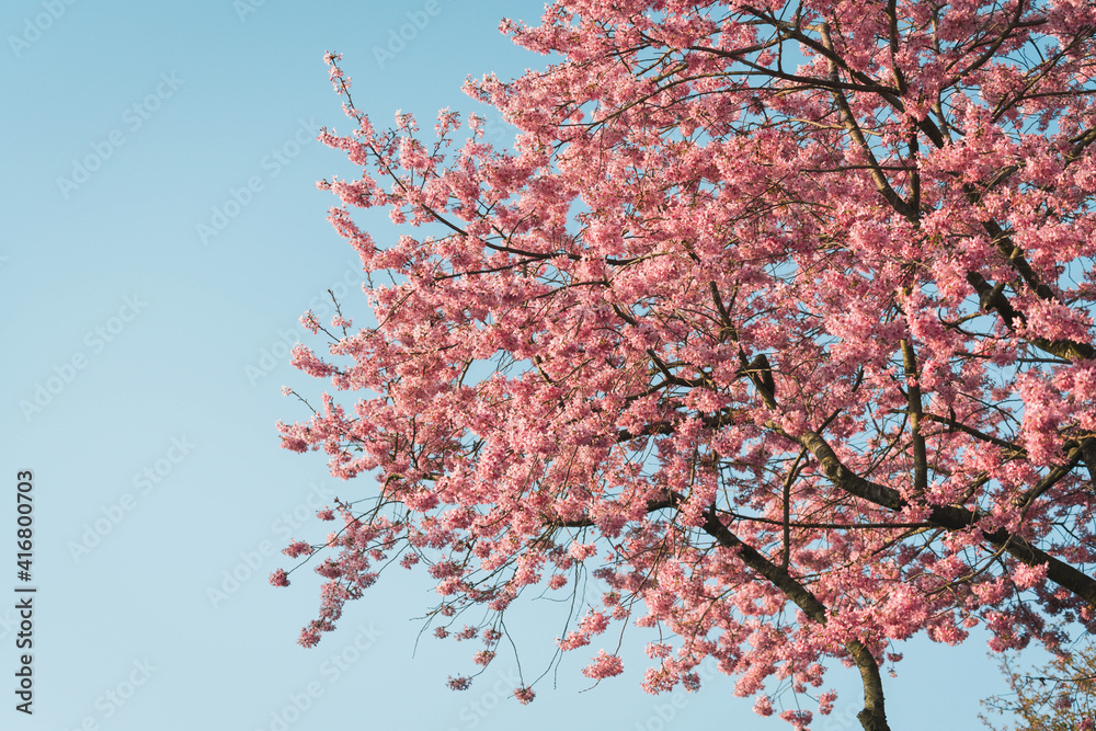 Cherry blossom trees under clear blue sky in spring Cherry blossom trees under clear blue sky in spring