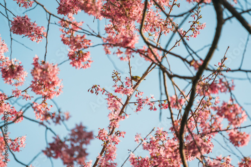 Close-up of the beautiful spring Cherry Blossom, pink blossom flowers with a bird on the branch photo