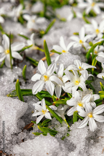 White snowdrop flowers (Glory-of-the-snow, Chionodoxa forbesii) on snow background.
