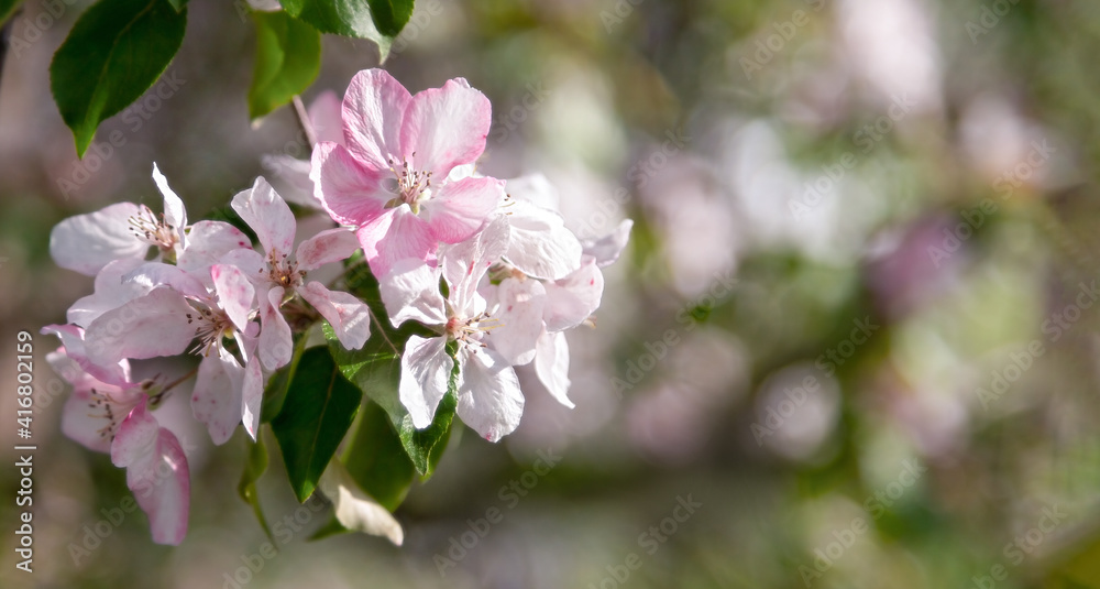 Apple trees in bloom. Blooming apple tree branch. Apple orchard in spring. Apple trees in bloom. Blooming apple tree branch. Apple orchard in spring.