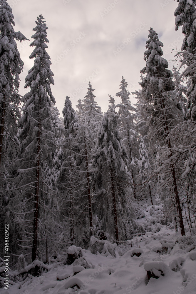 Naklejka premium Winter day in the woods