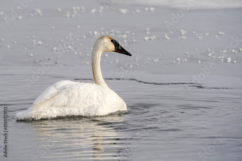 Trumpeter Swan - Wyoming photo