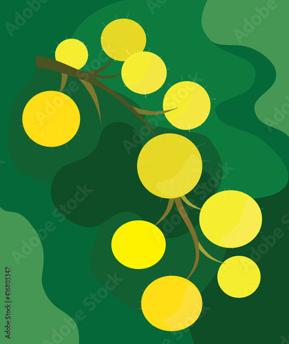abstract background with mimosa branch, mimosa branch vector