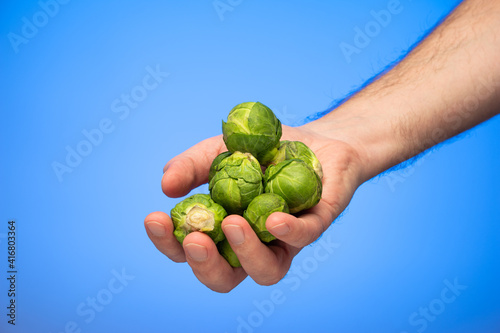 Fresh raw brussels sprouts held in hand by Caucasian male hand isolated on blue background