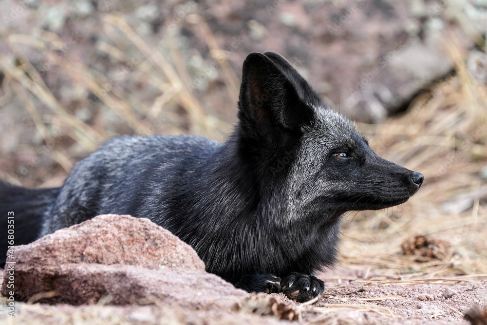 Resting Silver Fox Resting Silver Fox
