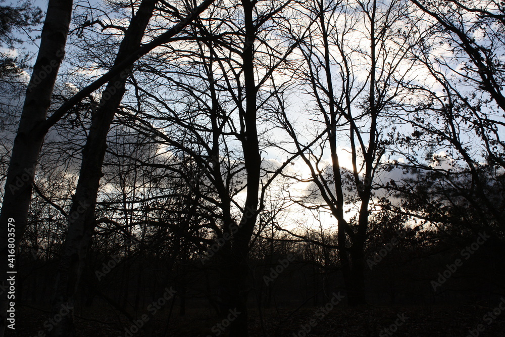 sunset in the forest with dark and blue clouds