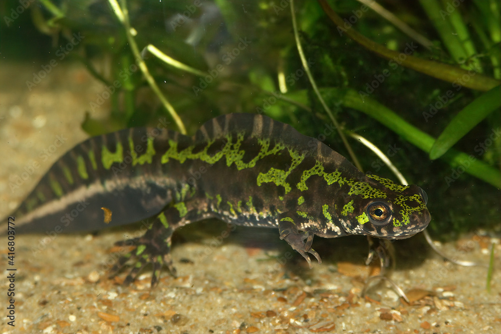 Closeup of an aquatic French marbled newt , Triturus marmoratus Closeup of an aquatic French marbled newt , Triturus marmoratus