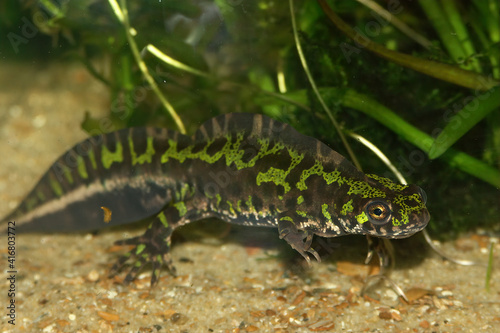 Closeup of an aquatic French marbled newt , Triturus marmoratus 