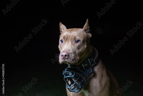 Portrait of a good young American Pit Bull Terrier at night. © shymar27