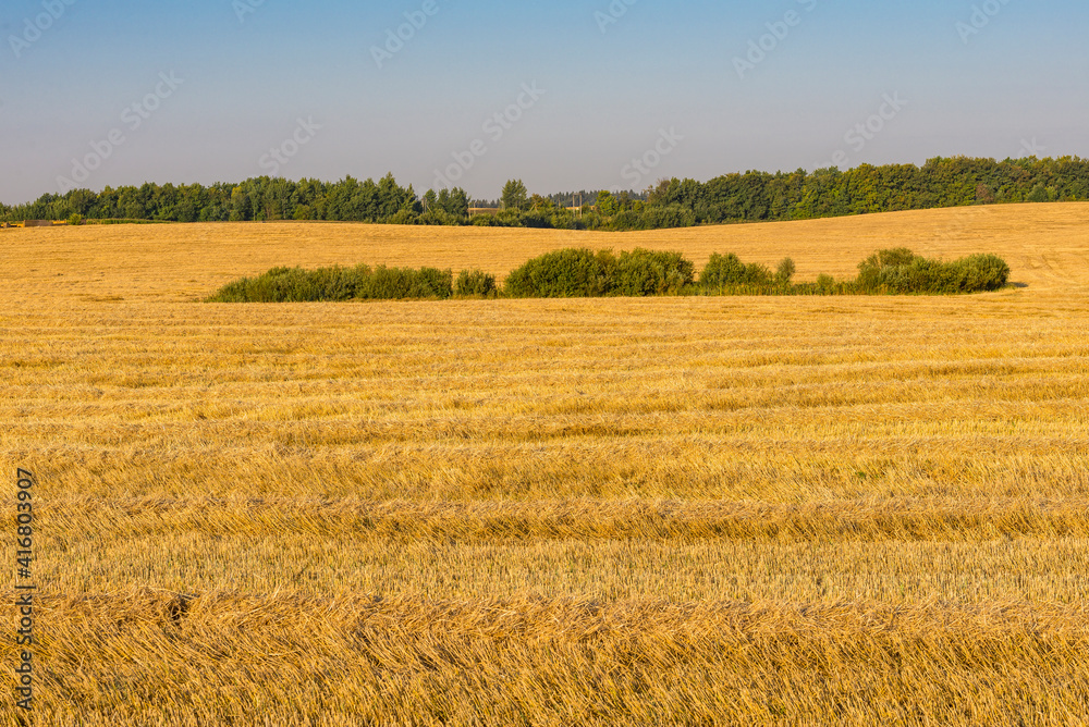 An image of meadow in late summer, Belarus