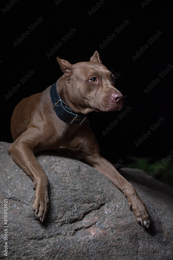 Portrait of a good young American Pit Bull Terrier at night.
