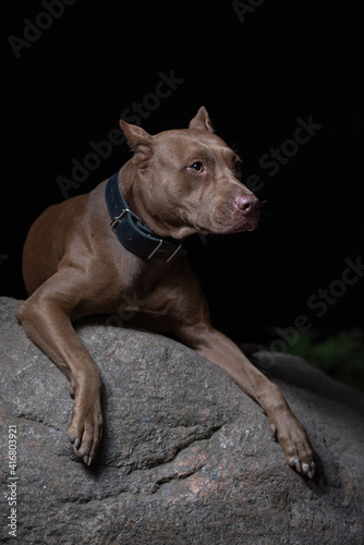 Portrait of a good young American Pit Bull Terrier at night.