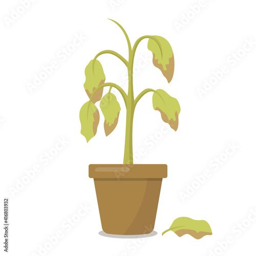 Dying plant in a pot isolated on white background. Vector illustration © Zhanna