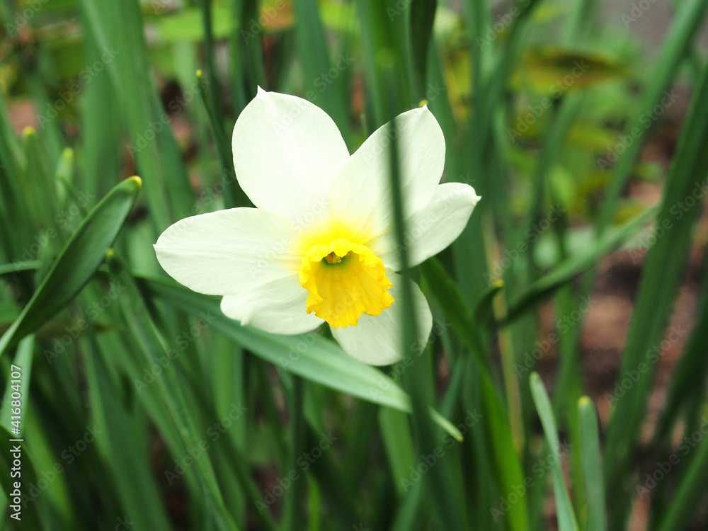 A daffodil with white petals blooms in the garden. Close-up. A daffodil with white petals blooms in the garden. Close-up.